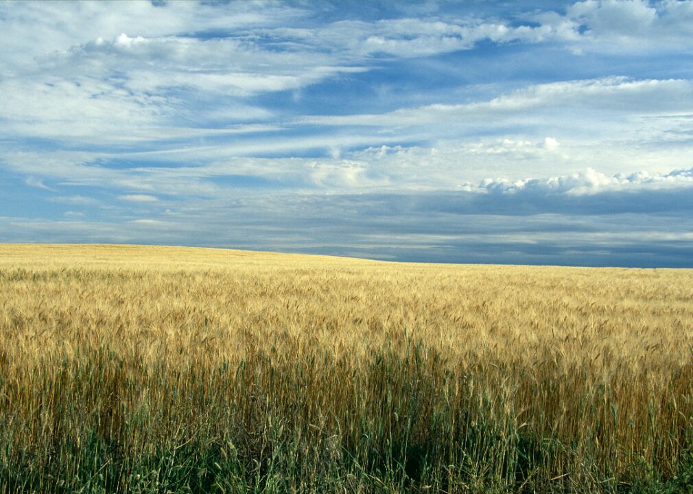 #6. Wheat